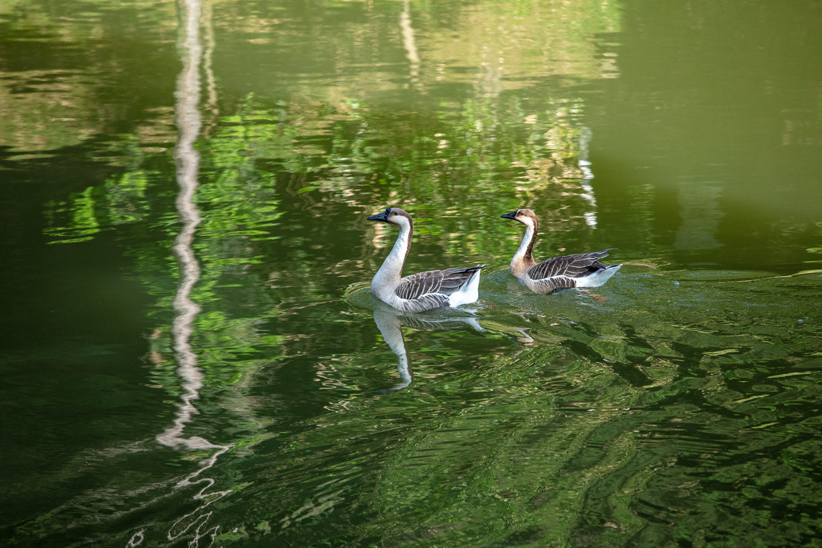 ´óÑãÔÚ³§ÇøÄÚµÄË®ÓòÉÏÓÎß® ´óÑãÔÚ³§ÇøÄÚµÄË®ÓòÉÏÓÎß®.jpeg